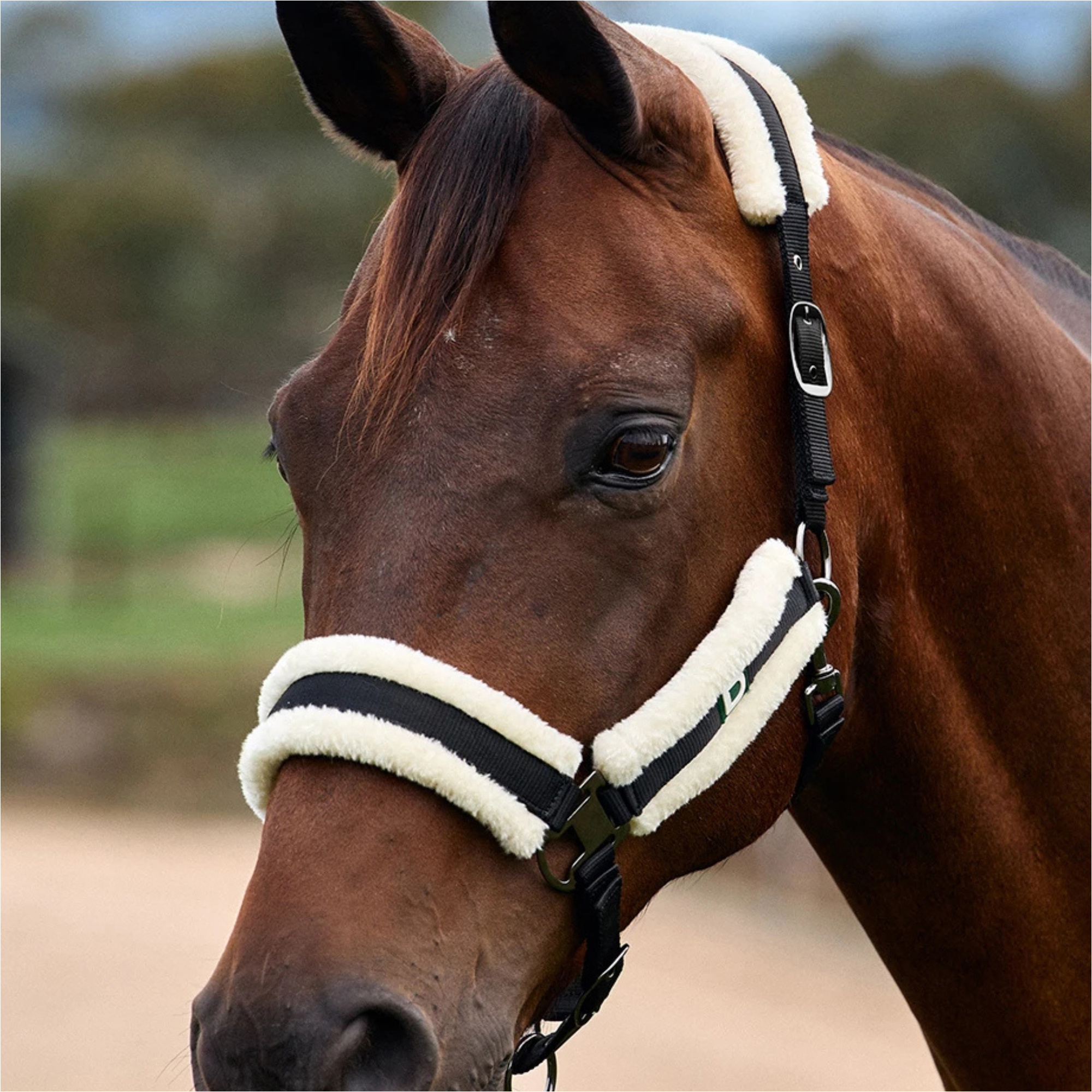 2026 Dublin Soft Fit Headcollar 1031034 - Black